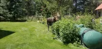 Beautiful cabin nestled in the whispering Aspens of Island Park, Idaho.  5 STAR! - Gym