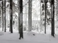 Metsäpirtti Hotels in Asikkala