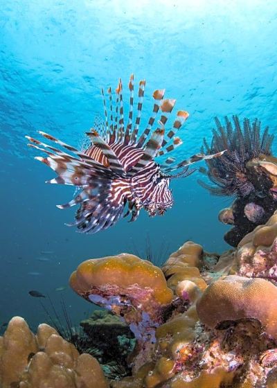 その他 フォーラ ダイビング リゾート パタヤ ビーチの写真