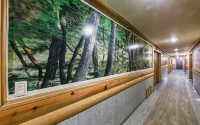 Pine Motel