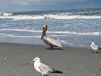 Oceanfront 2 Bedroom + Sofabed with Pool, Linens Included, at Cape Coddages II! - Beach