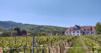 Hôtel Restaurant le Kastelberg, the Originals Boutique - Mountain view