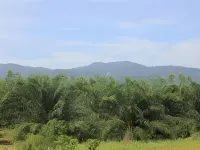 Palm Hill Resort