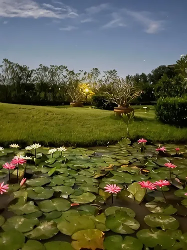 รูปภาพของบานาน่าวิลเลจ รีสอร์ท