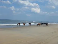 Octopus Oasis, Horses/Sea Turtles 4X4 a Must  Pets OK.  Jacuzzi.  Carova Beach - Wifi