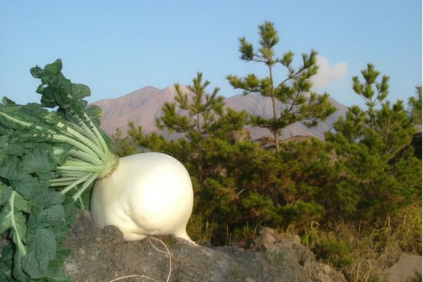 레인보우 사쿠라지마(Rainbow Sakurajima)_3