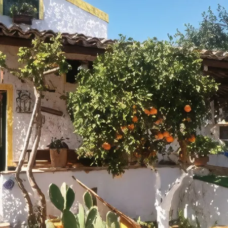 Zagara di Sicilia