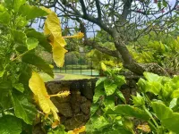 Hawaiian Chic Crater Retreat- a tropical jungle escape in a secluded crater