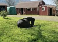 Tiny house experience with horses, goats and pigs. Near Sequoia National Park - 2-Star