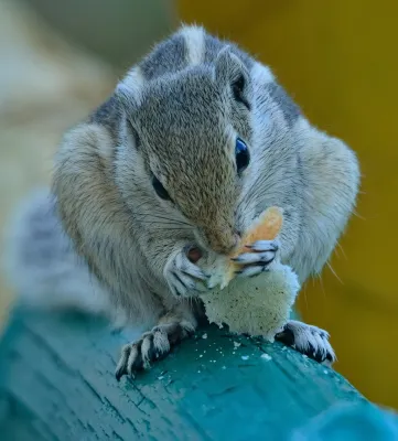 Nature Resort カムラ・ナガーのホテル