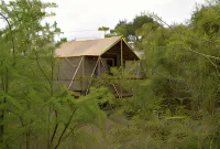 The Wild Olive Tree Camp - Camping