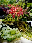 Wudang Mountain Wuyunju Homestay