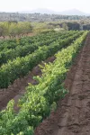 Casa Rural Magnanimvs - Mountain view