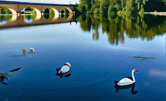 two swans swimming in a body of water near a bridge , with two ducks swimming nearby at Le Lion d'Or en Perigord