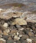 Front-Row Ocean View Retreat, Whales, Sunsets, Steps to Beach, Kanai A Nalu #319 - Beach