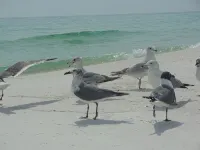 Sailing catamaran vacation rentals in Pensacola Beach - Laiva