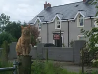 Bay Cottage Bed & Breakfast Hotels near Antrim Technology Park