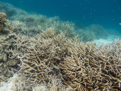 その他 アンサナ イフル モルディブの写真