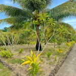Garden Reef Bungalows - bar