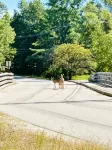 Grandmas Cottage on the River and the Rail Trail in Wolfeboro