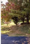 Cozy Boho Chic Cottage in the Shenandoah Valley - 3 tähden