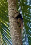 Jungle Casita on Beachfront Property Near Corcovado National Park - 2 stelle