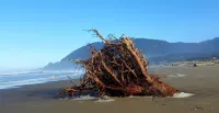 Pelican Point: Spacious Ocean View Home in Manzanita (MCA #200) - Wifi