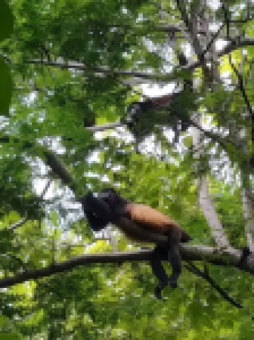 One Life Villas Avellanas Walk to Beach