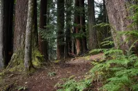 The Cornerstone Cabin - Mount Rainier - Alphydda