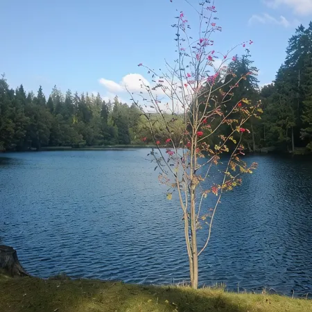FeWo Kupferstollen calm u. right on the forest, with balcony u. WiFi