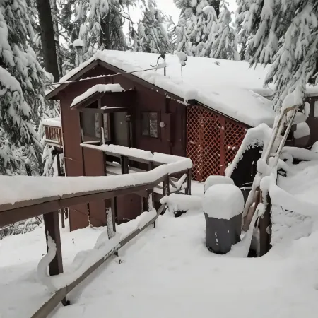 Cedar Pines Cabin w/ Fire Pit & Large Deck - BIG Trees - A Quaint Rustic Charmer