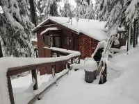 Cedar Pines Cabin w/ Fire Pit & Large Deck - BIG Trees - A Quaint Rustic Charmer - Wifi