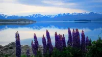 Tailor Made Tekapo Accommodation - Guesthouse & Hostel