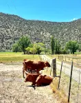 Charming 3 bedroom Ranch in scenic McElmo Canyon