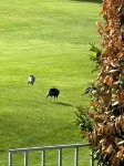 GOLF COURSE GETAWAY! - Homestays