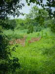 Bright Sun Safari