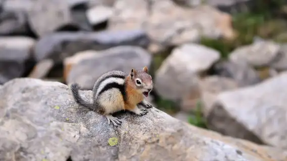 จาก Banff/Canmore: ทัวร์ชมอุทยานแห่งชาติ Banff พร้อมไกด์นำเที่ยวหนึ่ง ...