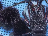 Himakajima Minshuku Kotoei Hoteles en Minamichita