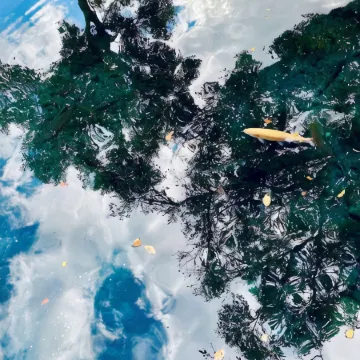Haranoya