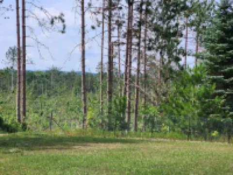 Cabin in Wooded Setting, Safe, Charming, Thumb Lake, Snowmobile, Icefish, Boyne