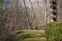 Forest Therapy - Exactly What You're Looking For! - Gym