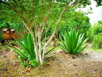 BAYLEAF: The Perfect Hideaway near secluded beach Hotels in Hellene