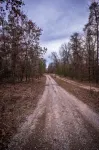 Modern Forest Chalet • Near Tippy Dam, Big-M & Caberfae • Starlink WiFi