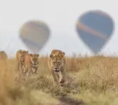 Safari your way kenya - servizio colazione