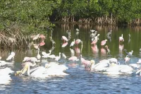 Stunning Coastal Cottage with Free Bikes & High Def Wifi Hotels in Sanibel
