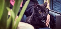 Yinxi Meisu Guesthouse - Pet friendly