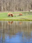 Farm Stay -Hideaway Haven Farm - Homestays