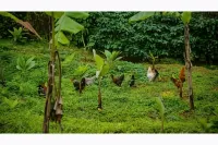 Yedamakky Plantations - Pet friendly