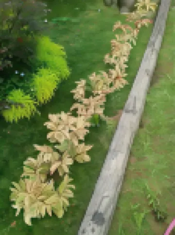 Amelia Guest House Hotel di Tanjung Morawa