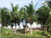 Rocky Point Beach Bungalows